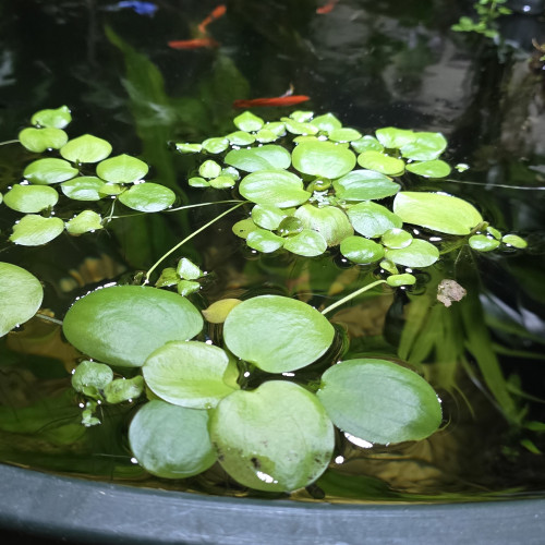 Plantes flottantes limnobium