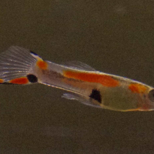 Mâles guppy endler