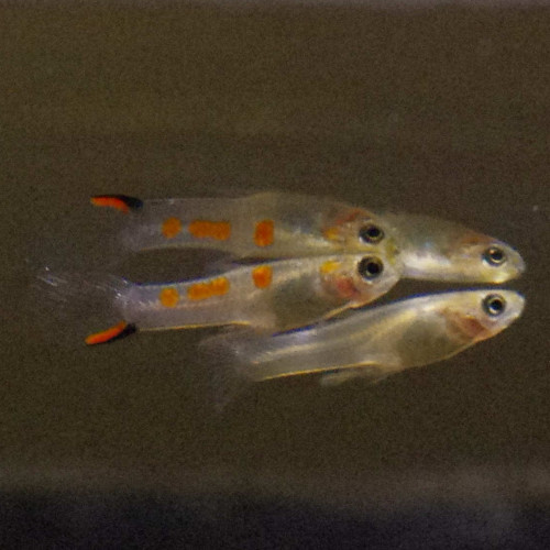 Mâles guppy endler
