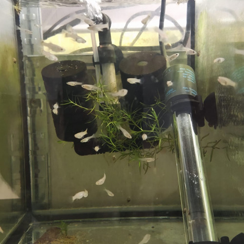 Endlers