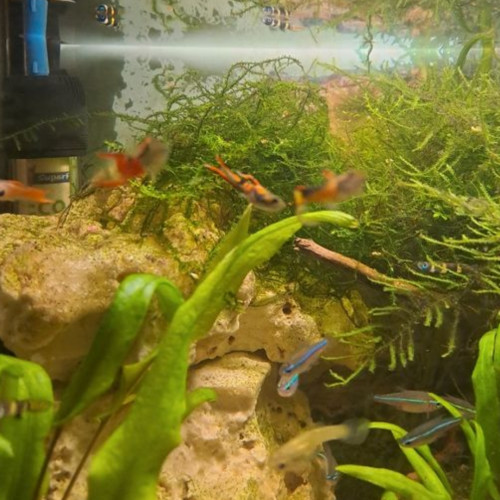 Lot de guppy endler
