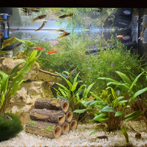 Lot de guppy endler