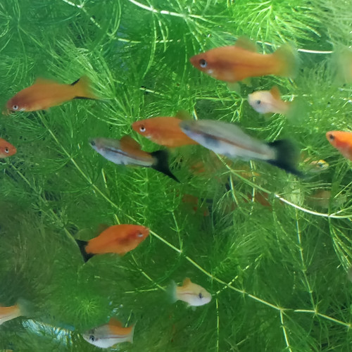 Xiphophorus helleri