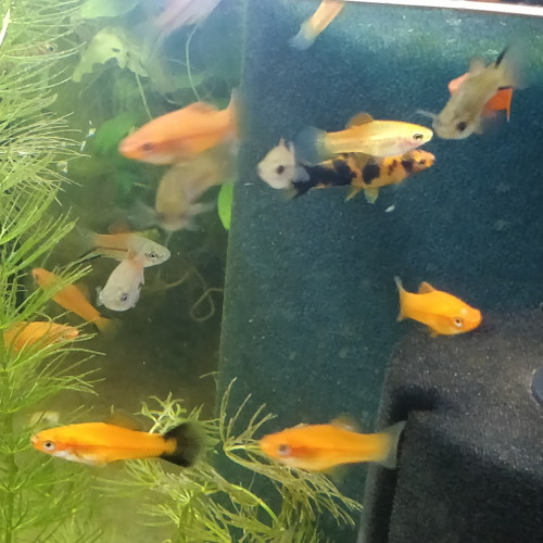 Xiphophorus helleri
