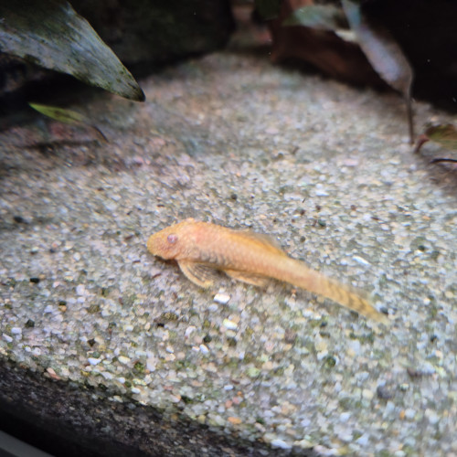 Ancistrus