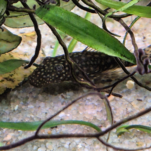 Ancistrus