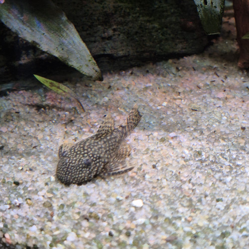Ancistrus