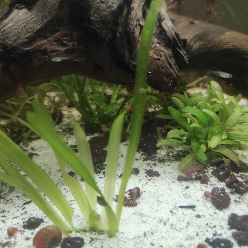 Guppy
