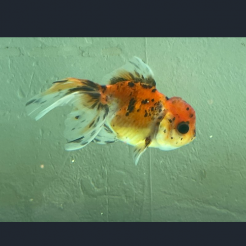 Poisson japonais