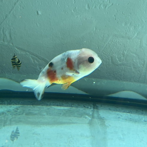 Poisson japonais