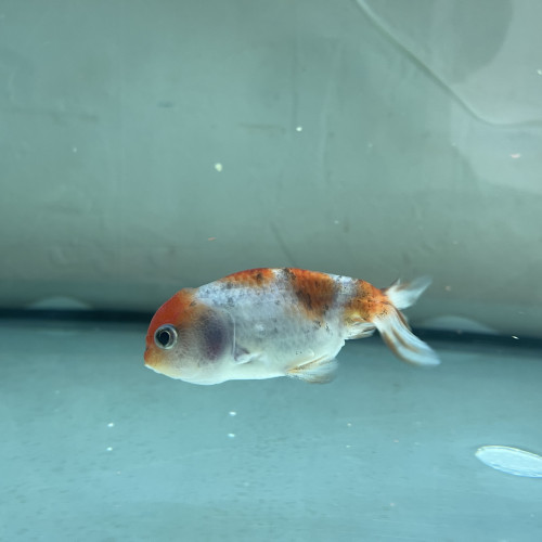 Poisson japonais