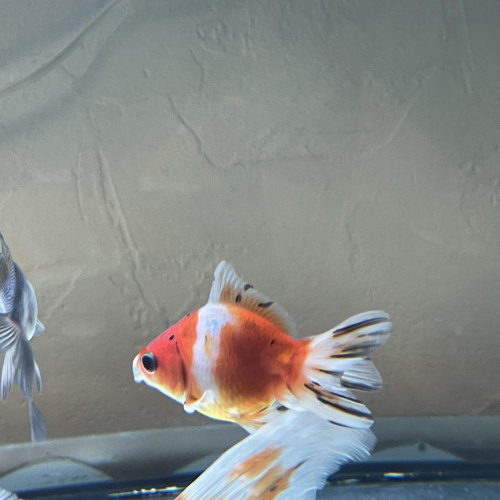 Poisson japonais