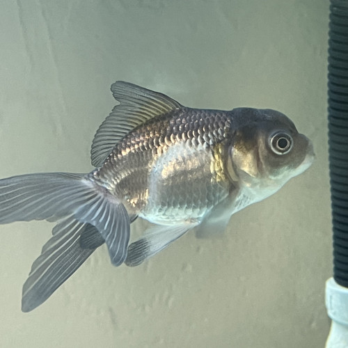 Poisson japonais