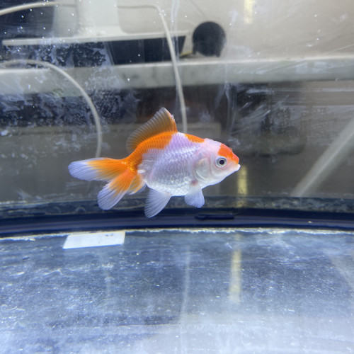 Poisson japonais