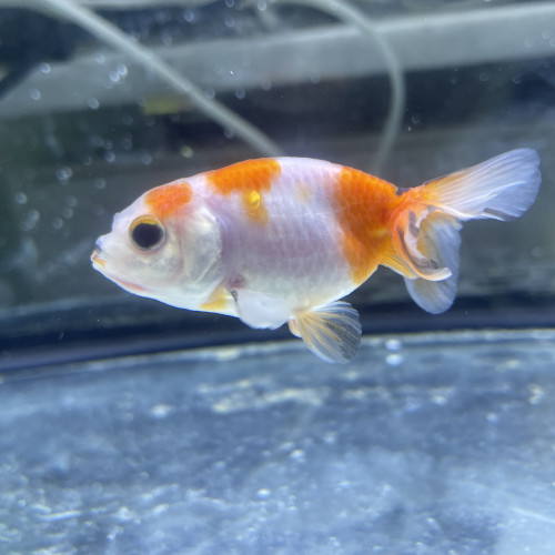 Poisson japonais