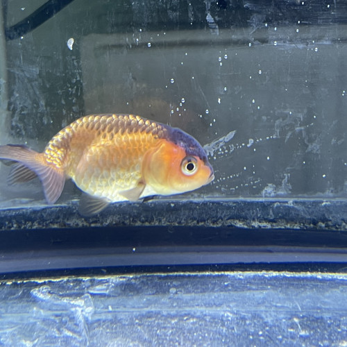 Poisson japonais