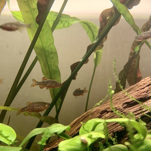 Danio Margaritatus / Galaxy Rasbora