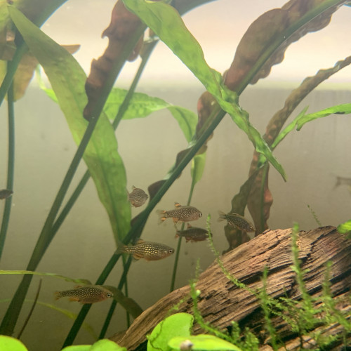 Danio Margaritatus / Galaxy Rasbora