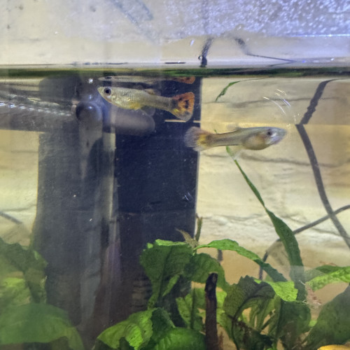 Guppy et tetra jaune