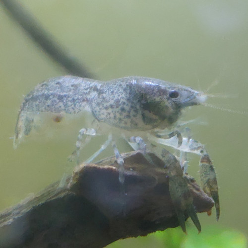 écrevisse cambarellus diminutus