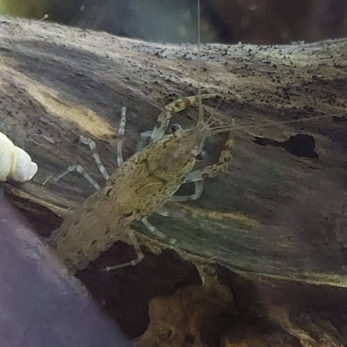 écrevisse cambarellus diminutus