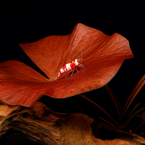 Caridina Cantonensis Red Crystal