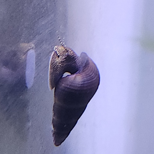 Escargot tylomelania towutensis