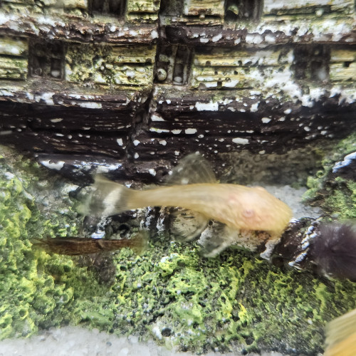 Ancistrus Dolichopterus