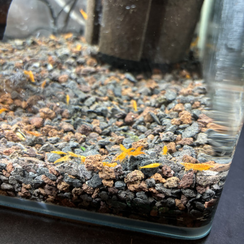 Crevette orange Sunkist