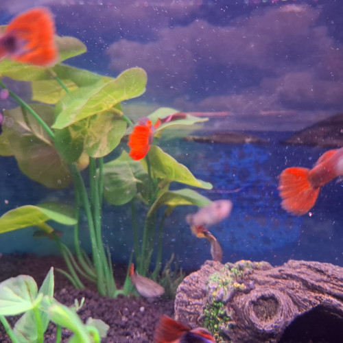 Vente de Guppy male et femelle