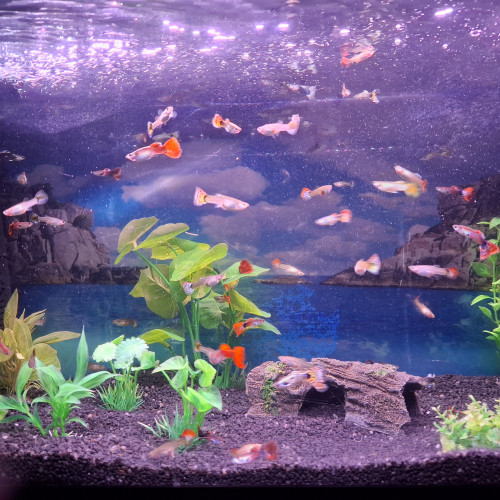 Vente de Guppy male et femelle