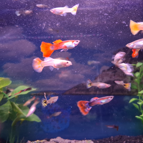 Vente de Guppy male et femelle