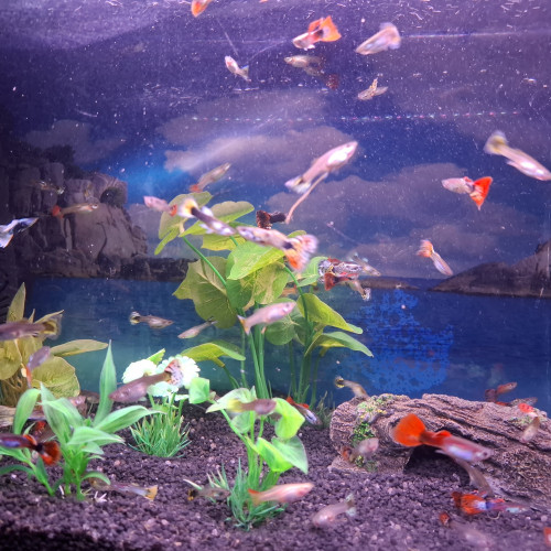 Vente de Guppy male et femelle