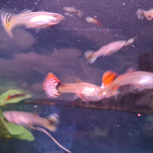 Vente de Guppy male et femelle