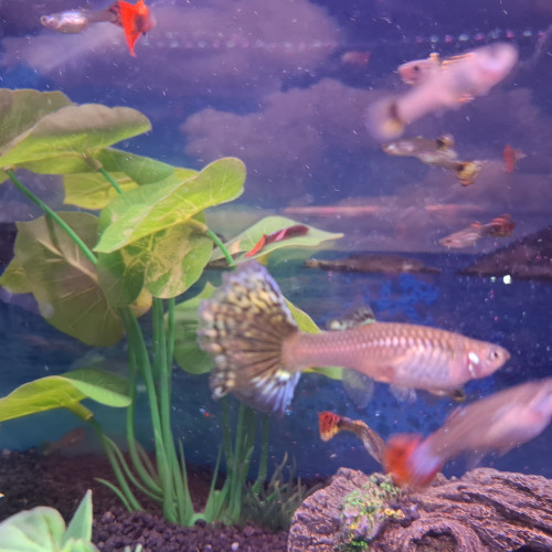 Vente de Guppy male et femelle