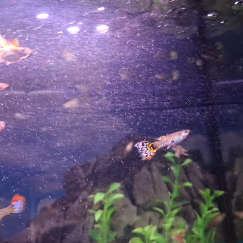 Vente de Guppy male et femelle