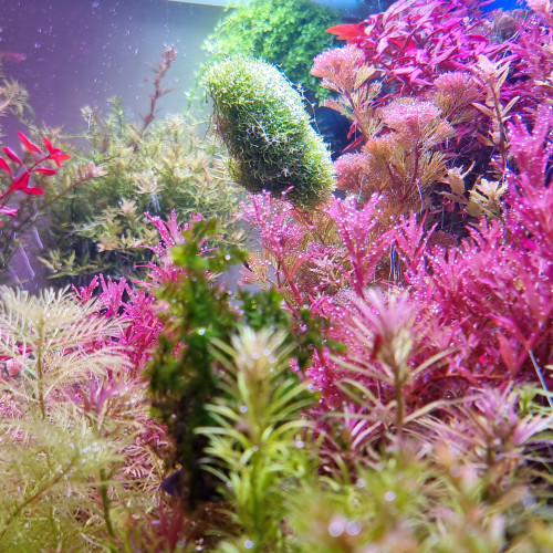 Plantes aquatiques