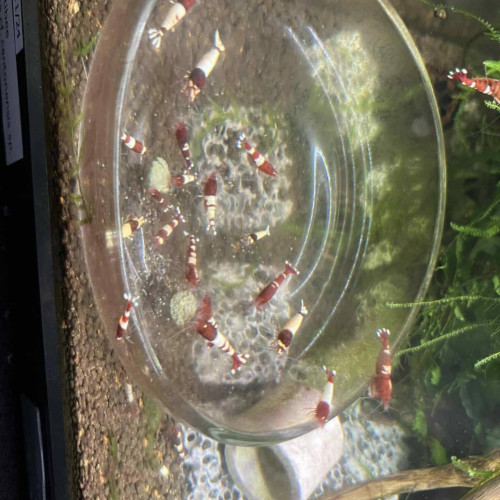 Crevettes RED TAITIBEE