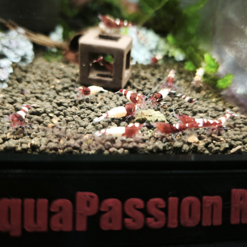 Crevettes RED TAITIBEE