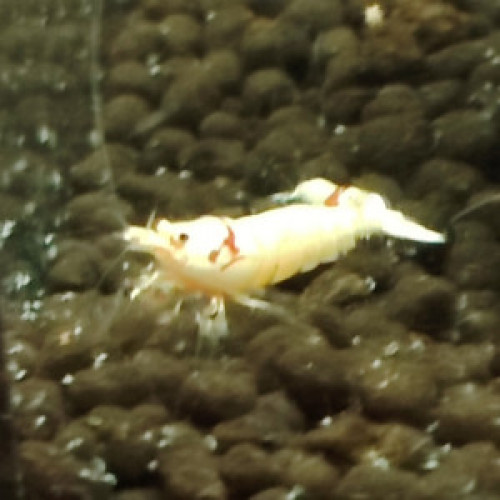 Crevettes Pure red line