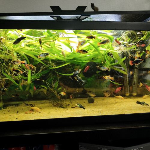 aquarium de 60 litres entièrement équipé.