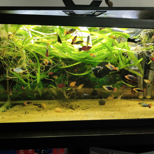 aquarium de 60 litres entièrement équipé.