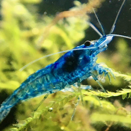 Crevette Blue Velvet Dijon