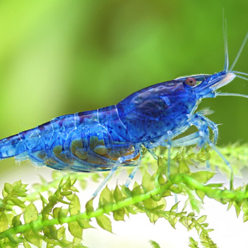 Crevette Blue Velvet Dijon