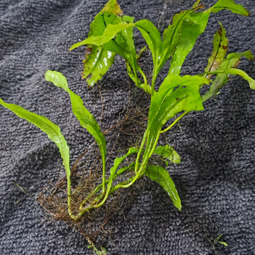 Microsorum pteropus (Fougère de java)