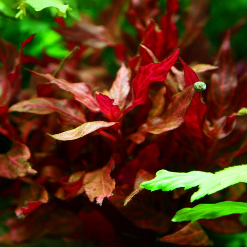 Alternanthera reineckii 'Rosanervig'