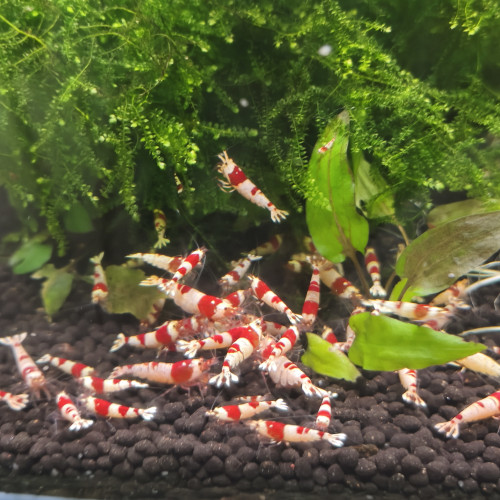 Crevettes Crystal red