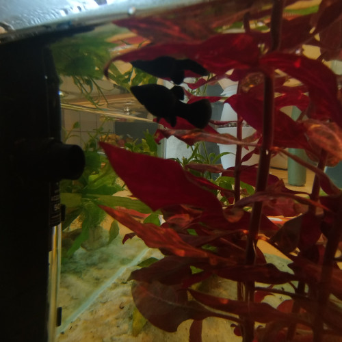 DON DE FEMELLE MOLLY SPHENOPS NOIRE ET ALEVINS