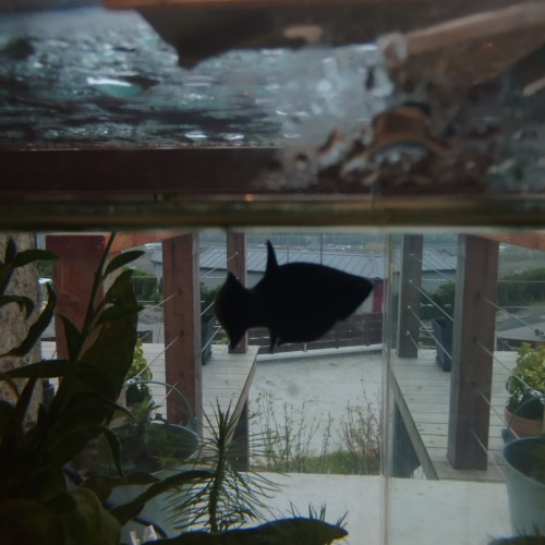 DON DE FEMELLE MOLLY SPHENOPS NOIRE ET ALEVINS