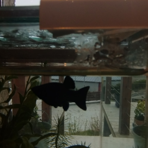 DON DE FEMELLE MOLLY SPHENOPS NOIRE ET ALEVINS